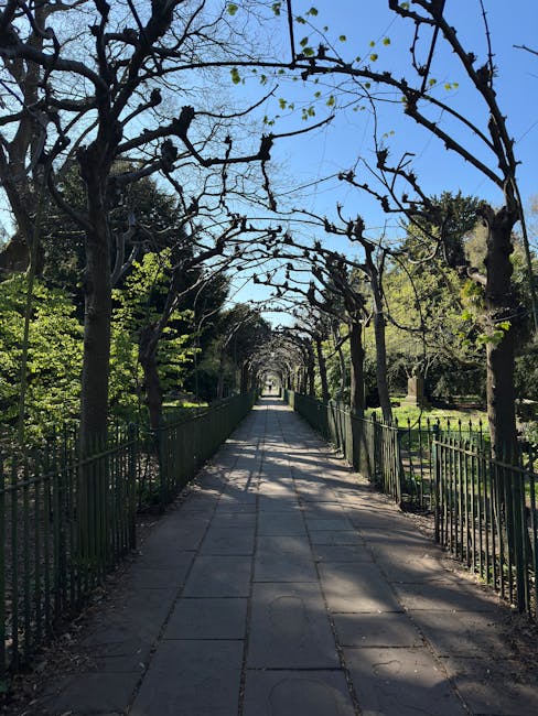 A paved pathway within a park, flanked by black metal railings on both sides and lined with tall, leafless trees that have pruned branches overhead, creating a natural archway. The trees cast dappled shadows on the ground under a clear blue sky, with some green foliage visible on the left side. The pathway appears to be part of a scenic route used by visitors or for park maintenance. This setting could be associated with house removals or moving services involving outdoor packing and transportation logistics, such as loading items into vehicles, though no furniture or moving equipment is visible in the image. The scene exemplifies the tranquil environment of Clissold Park, fitting for a professional home relocation context provided by Man with Van Finsbury Park at [DOMAIN], reflecting the natural surroundings often encountered during inclusive moving and packing services in the Finsbury Park area.